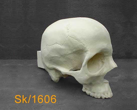 Half Skull – Left lateral half SK1606