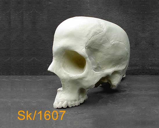 Half Skull – Right lateral half SK1607