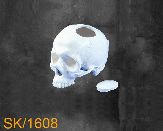 Full Skull - Without Mandible SK1608