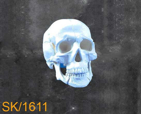Full Skull – With Mandible with types 1,11,111 Leforte fractures SK1611