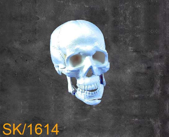 Full Skull - With Mandible. SK1614
