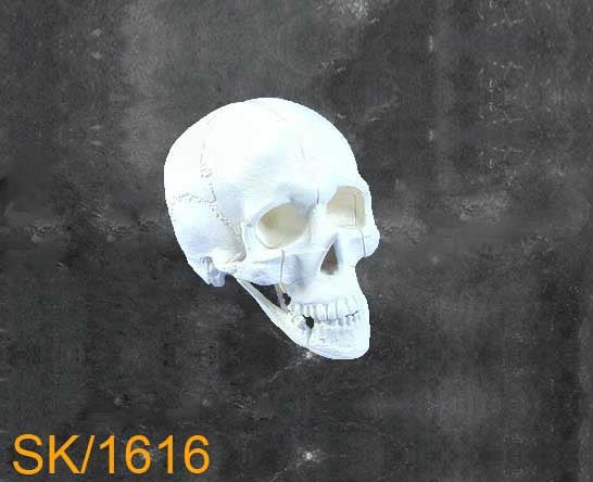 Full Skull - With Mandible.SK1616